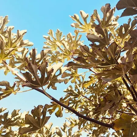 Loft In * קורלחו