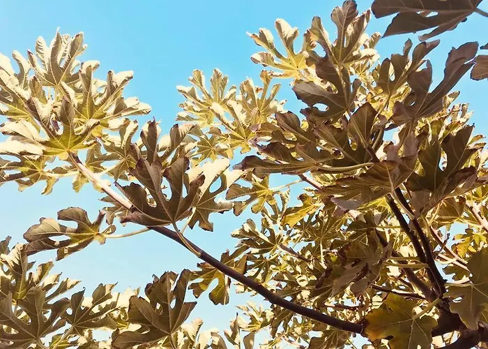 Loft In * קורלחו